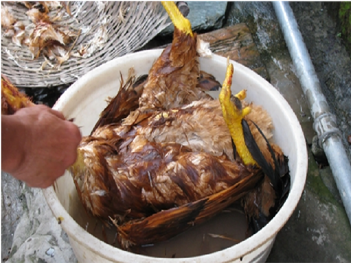 Plumer les plumes de poulet