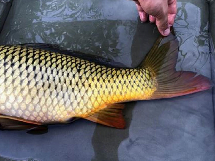 Machine d'élimination des écailles de poisson