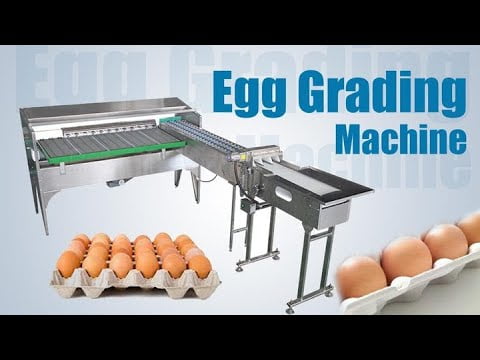 Automatic Egg Washing Machine  Power Scrub Egg Cleaning Machine