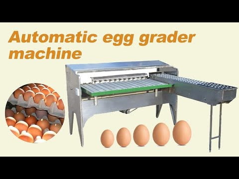 Egg Grading Machine  Egg Processing Machines Supplier